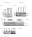 Fig. 05 - Methods and compositions for treating and preventing malaria using an invasion ligand directed to a protease-resistant receptor