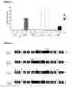 Fig. 02 - Reverse genetics of negative-strand RNA viruses in yeast