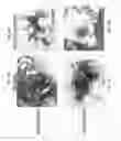 Fig. 08 - Fusogenic virus-like particles and uses thereof