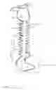 Fig. 02 - Gp41 antigens