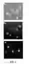 Fig. 04 - Method and kit for assessing viable cells