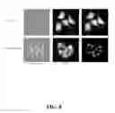 Fig. 09 - Method and kit for assessing viable cells