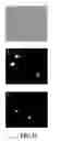 Fig. 13 - Method and kit for assessing viable cells