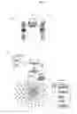 Fig. 02 - Probe for detection and quantification of nitric oxide, and method for detecting and quantifying nitric oxide using the same