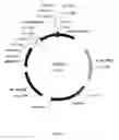 Fig. 06 - Isolation and characterization of cellobiohydrolase I (Cbh 1)