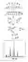 Fig. 13 - Plasma membrane isolation