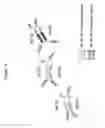 Fig. 17 - TAU PROTEASE COMPOSITIONS AND METHODS