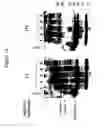 Fig. 19 - TAU PROTEASE COMPOSITIONS AND METHODS