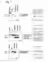 Fig. 03 - Modulation of exon recognition in pre-mRNA by interfering RNA structure
