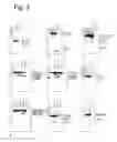 Fig. 07 - Modulation of exon recognition in pre-mRNA by interfering RNA structure