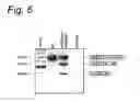 Fig. 08 - Modulation of exon recognition in pre-mRNA by interfering RNA structure