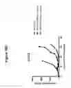 Fig. 19 - CD19 binding agents and uses thereof