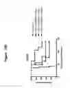 Fig. 21 - CD19 binding agents and uses thereof