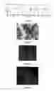 Fig. 03 - PLURIPOTENT STEM CELLS, METHOD FOR PREPARATION THEREOF AND USES THEREOF