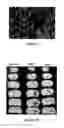 Fig. 05 - PLURIPOTENT STEM CELLS, METHOD FOR PREPARATION THEREOF AND USES THEREOF
