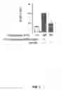 Fig. 02 - Compositions and methods for prevention and treatment of amyloid-β peptide-related disorders