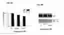 Fig. 06 - Compositions and methods for prevention and treatment of amyloid-β peptide-related disorders