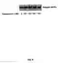 Fig. 07 - Compositions and methods for prevention and treatment of amyloid-β peptide-related disorders