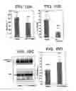 Fig. 13 - Compositions and methods for prevention and treatment of amyloid-β peptide-related disorders