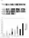 Fig. 02 - USE OF DOUBLE STRANDED RNA TO INCREASE THE EFFICIENCY OF TARGETED GENE ALTERATION IN PLANT PROTOPLASTS