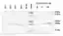 Fig. 01 - Neurturin molecules