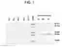 Fig. 02 - Neurturin molecules