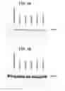 Fig. 10 - Neurturin molecules