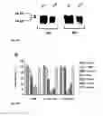 Fig. 02 - METHOD FOR ISOLATING NEURAL CELLS WITH TENASCIN-R COMPOUNDS