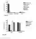 Fig. 06 - METHOD FOR ISOLATING NEURAL CELLS WITH TENASCIN-R COMPOUNDS