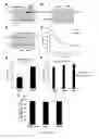 Fig. 04 - Inhibitors of BCL-2