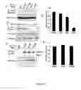Fig. 06 - Inhibitors of BCL-2
