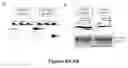 Fig. 09 - CATHEPSIN L PROTEOLYTICALLY PROCESSES HISTONE H3 DURING MOUSE EMBRYONIC STEM CELL DIFFERENTIATION