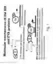 Fig. 02 - Method for treating a disorder associated with Eya dysregulation by modulating Eya phosphatase activity