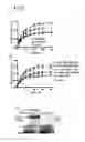 Fig. 07 - Method for treating a disorder associated with Eya dysregulation by modulating Eya phosphatase activity