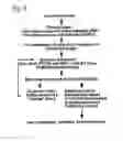 Fig. 09 - Method for treating a disorder associated with Eya dysregulation by modulating Eya phosphatase activity