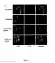 Fig. 22 - STAT3 INHIBITORS
