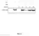 Fig. 24 - STAT3 INHIBITORS