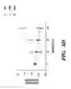 Fig. 07 - NARINGENIN COMPLEXES AND METHODS OF USE THEREOF
