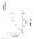 Fig. 15 - NARINGENIN COMPLEXES AND METHODS OF USE THEREOF