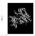 Fig. 03 - Inhibitors of C-Kit and Uses Thereof