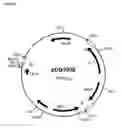 Fig. 65 - Albumin variants and conjugates