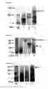 Fig. 06 - IgG-Fc FRAGMENT AND PROCESS FOR PRODUCING THE SAME
