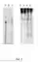 Fig. 02 - ISOLATION OF RNA