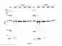 Fig. 07 - ENZYMES AND METHODS FOR HYDROLYSING PHENYLUREAS, CARBAMATES AND ORGANOPHOSPHATES