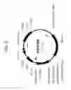 Fig. 06 - DROUGHT TOLERANT PLANTS AND RELATED CONSTRUCTS AND METHODS INVOLVING GENES ENCODING ZINC-FINGER (C3HC4-TYPE RING FINGER)  FAMILY POLYPEPTIDES
