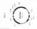 Fig. 08 - DROUGHT TOLERANT PLANTS AND RELATED CONSTRUCTS AND METHODS INVOLVING GENES ENCODING ZINC-FINGER (C3HC4-TYPE RING FINGER)  FAMILY POLYPEPTIDES