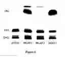 Fig. 07 - Methods of producing lipids
