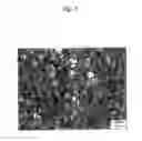 Fig. 02 - Mg-base alloy