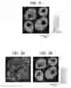 Fig. 04 - Method of forming mass image