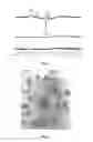 Fig. 02 - Self-doped polyaniline nanoparticle dispersions based on boronic acid-phosphate complexation